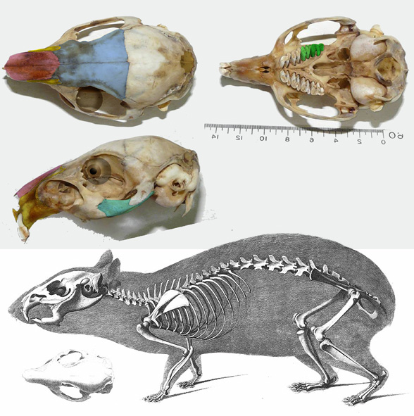 Cavia aperea